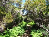 Levada_Lajeado