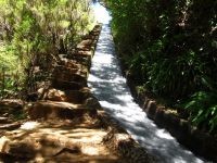 Levada_Alecrim
