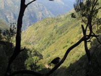 Levada_do_Risco