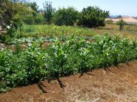 Levada_Nova_Da_Calheta